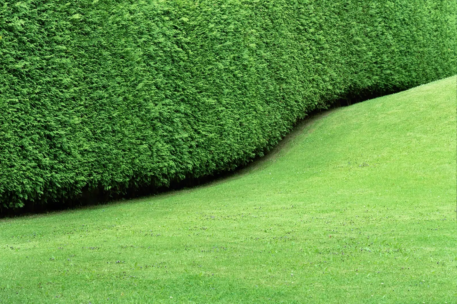 AdobeStock_424745552 Paysagiste à Entzheim